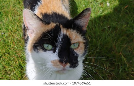 Wild Irish Cat, Coat Color White, Black And Red.