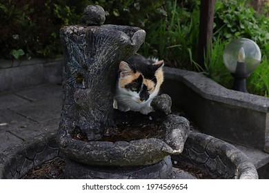 Wild Irish Cat, Coat Color White, Black And Red.