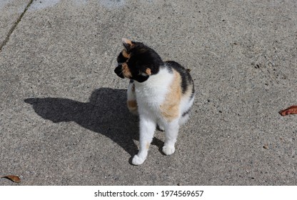 Wild Irish Cat, Coat Color White, Black And Red.