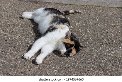 Wild Irish Cat, Coat Color White, Black And Red.