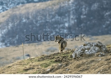 Wild Italian wolf, also called Apennine wolf (Canis lupus italicus), standing at the top of a slope looking for prey while the sun is rising. Rare wild animal in its habitat. Italian Alps, Piedmont.