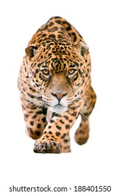 Wild Jaguar Cat Isolated On White Run Toward The Camera With His Ferocious Look Pointing The Photographer - Shutterstock ID 188401550