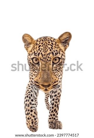 Wild Jaguar Cat Isolated On White Run Toward The Camera With His Ferocious Look Pointing The Photographer