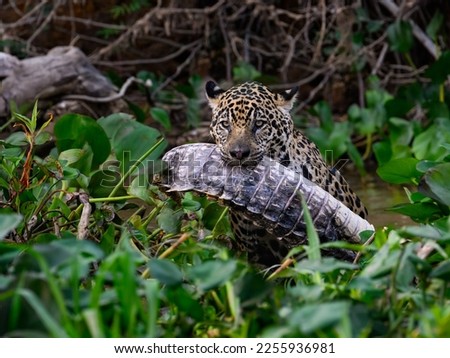 Wild Jaguar holding a caiman in its mouth in Pantanal, Brazil