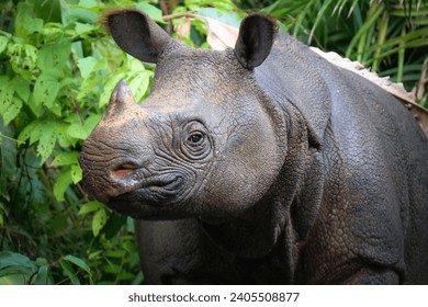 Wild Javan rhino close-up. The Javan rhino, critically endangered, inhabits Java, Indonesia. Small population, single horn, wildlife, background,