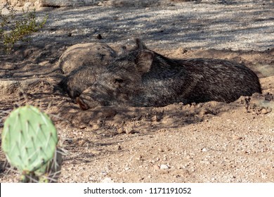 Wild Javelina Aka Skunk Pig Peccary Stock Photo 1171191052 | Shutterstock