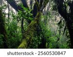 Wild jungle mysterious forest in the mountains in Guatemala during fog