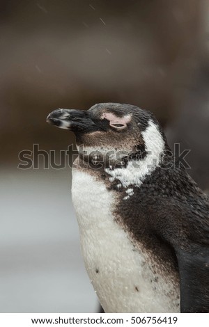 A wild juvenile African Penguin (Spheniscus demersus) also known as Jackass Penguin standing in the rain, eyes half closed, with a blurred background, South Africa