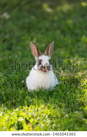 Similar – belier breed Bunny freely in the field