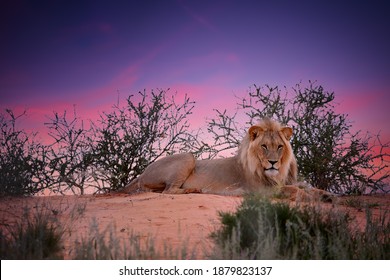 Wild Kalahari Lion, Panthera Leo. Black Mane Desert Lion  Resting On Red Dune Against Purple Sunset Sky. Direct View, Low Angle.  African Animals In Kgalagadi Transfrontier Park, Botswana.