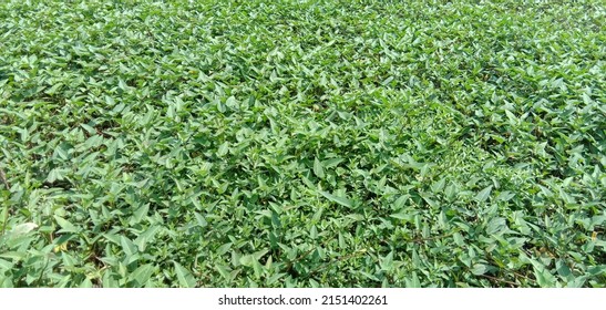 Wild Kale Leaves That Look Languid Green