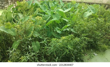 Wild Kale And Other Wild Plants Thrive Side By Side, Greening The Yard
