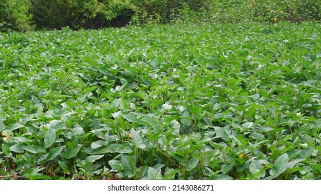 Wild Kale Plant In The Lake