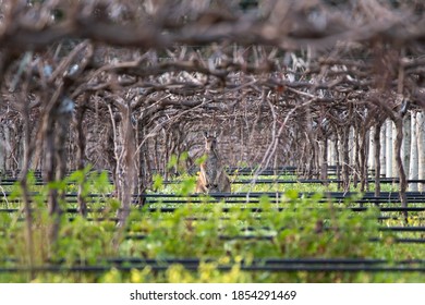 Wild Kangaroo (euro) Hiding Among The Vineyards, Eating Grass InAustralian Wine Fields. Iconic Kangaroo Framed By The Vineyards And The Grass. Barossa Valley Near Adelaide, South Australia