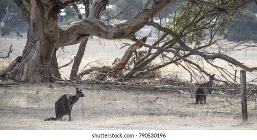 A wild Kangaroo has jumped over the anti-kangaroo stock fence to show that the fence is inadequate. Another kangaroo waits his turn. - Shutterstock ID 790530196