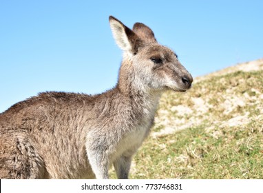 Wild Kangaroo Portrait
