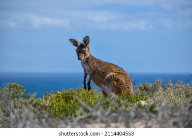 Wild Kangaroo - Yorke Peninsula, South Australia