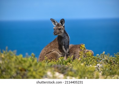 Wild Kangaroo - Yorke Peninsula, South Australia