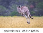 Wild kangaroos, Australia, wildlife, nature, marsupials, iconic, animals, outback, bushland, kangaroo mob, hopping, grazing, habitat, joey, kangaroo portrait, kangaroo silhouette, sunrise, sunset