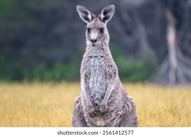 Canguros salvajes, Australia, vida silvestre, naturaleza, marsupiales, icónico, animales, outback, arbusto, mafia de canguro, salto, pastoreo, hábitat, joey, retrato de canguro, silueta de canguro, salida del sol, puesta del sol