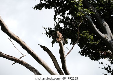 wild kestrel perched
