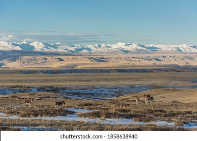 Wild Kiangs Live In Ngari Prefecture, Tibet.