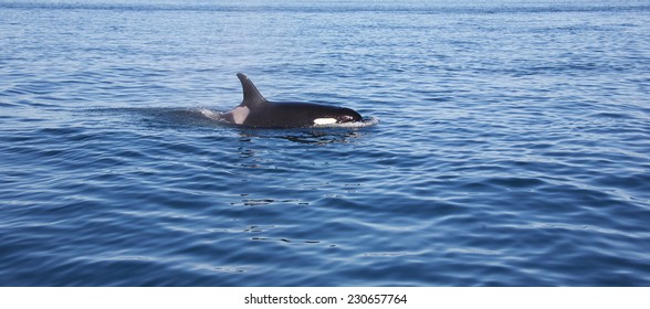 Wild killer whales breaching in the ocean outsde of Vancouver Island British Columbia Canada