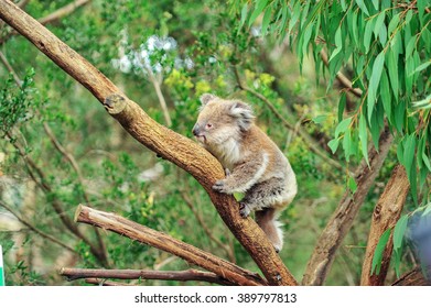 A Wild Koala Climbing In Its Natural Habitat Of Gum Trees. Soft Focus