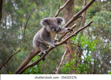A wild Koala climbing a tree. soft focus