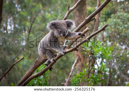 A wild Koala climbing a tree. soft focus