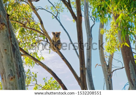 Wild koala in a gum tree