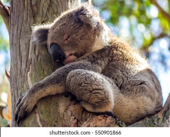 1000 Koala Hug Stock Images Photos Vectors Shutterstock