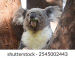 wild koala (Phascolarctos cinereus) eating eucalyptus leaves in lush green coastal bush forest at Kennett River along the Great Ocean Road near the Otways in Victoria, Australia