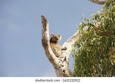 Wild Koala In The Top Of The Trees. Bushfire, Australia