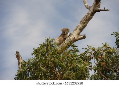 Wild Koala In The Top Of The Trees. Bushfire, Australia