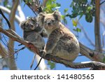 Wild Koalas along Great Ocean Road, Victoria, Australia
