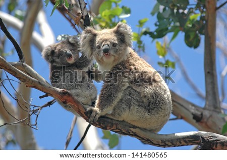 Wild Koalas along Great Ocean Road, Victoria, Australia