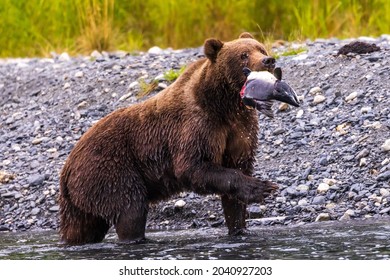 Wild Kodiak brown bear holding a pink salmon in his mouth that he just caught in a stream on Kodiak Island, Alaska