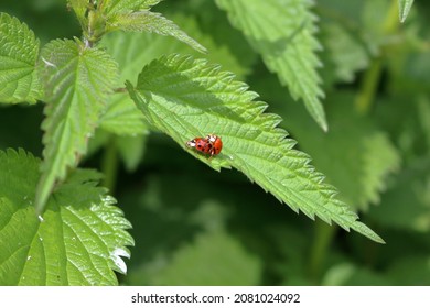 Wild Ladybug mating on nettle