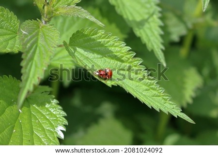 Wild Ladybug mating on nettle