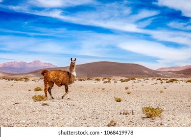 Wild lama on the mountains of Andes. mountain and blue sky in the background