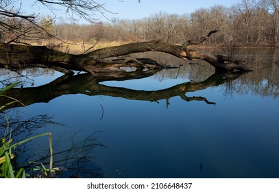 Wild Landscape With Dead Tree Water Reflection In  Lake Water In Forest