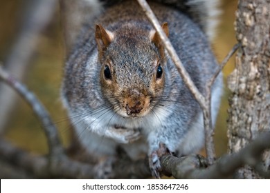 664 Squirrel on shade Images, Stock Photos & Vectors | Shutterstock