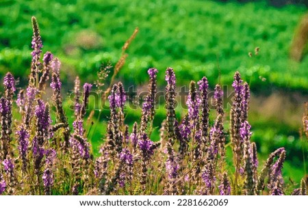Wild Lavender Flowers, displayed against a lush green of the Lalazar Hills, in Naraan, Pakistan.