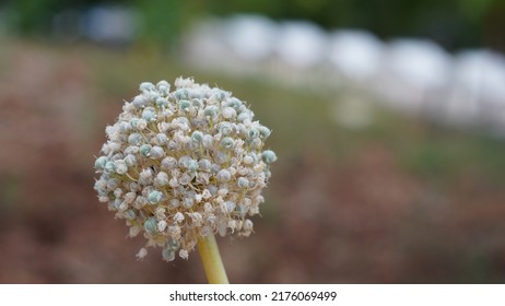 Wild Leek, In The Vegetable Garden. Spontaneous Growth, Summer Season