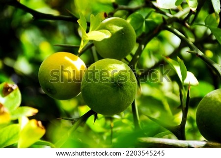 Similar – Image, Stock Photo ripe apple on a tree Apple