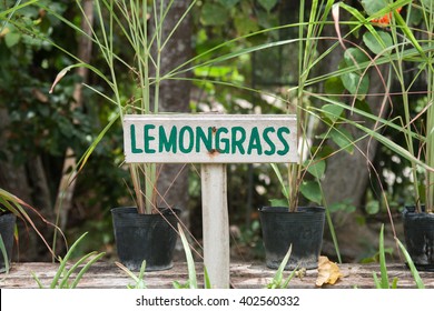 Wild Lemongrass Growing In A Garden. Lemongrass Sign.