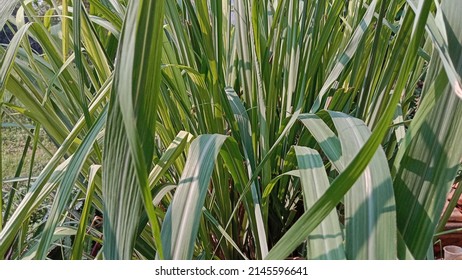 Wild Lemongrass Leaves That Grow Big On The Ground In The Afternoon