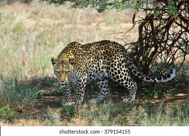 Wild Leopard In Aggressive Pose Under Bush Ready For Attack. African Savanna, Namibia