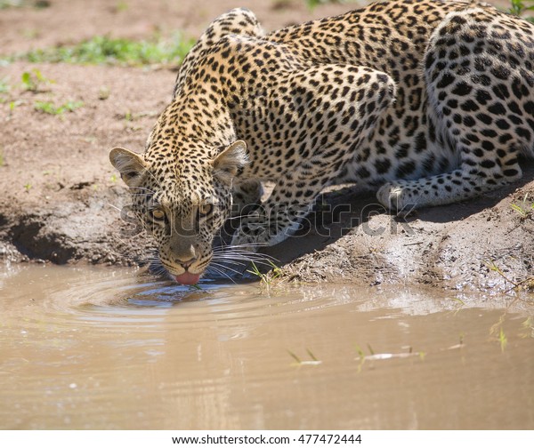 Wild Leopard Drinking Water Puddle Savannah Stock Photo (Edit Now ...